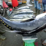 TUNA MALUKU