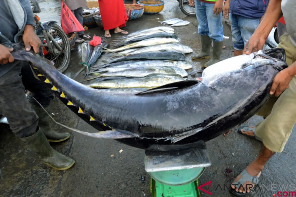 TUNA MALUKU