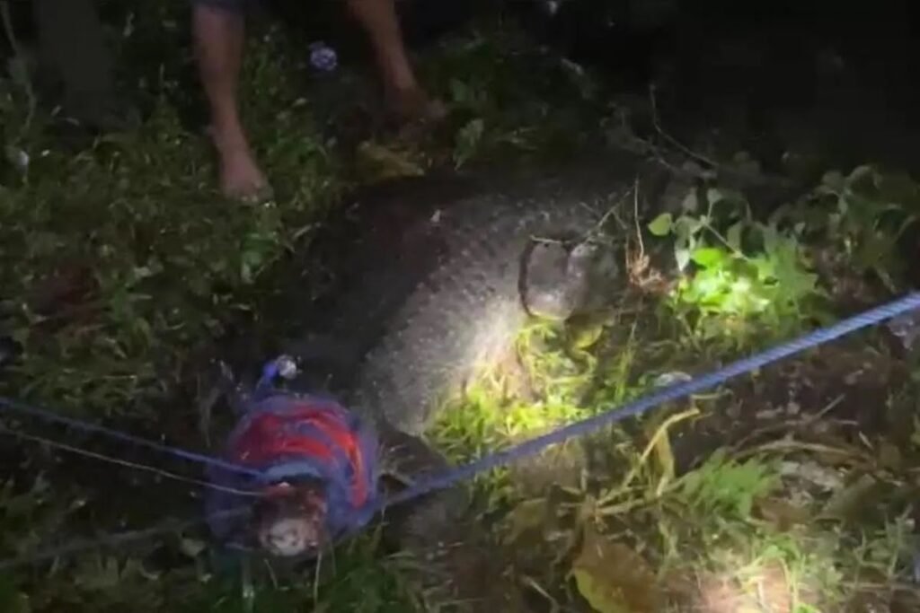 BKSDA Maluku Evakuasi Buaya 240 Cm di Unpatti