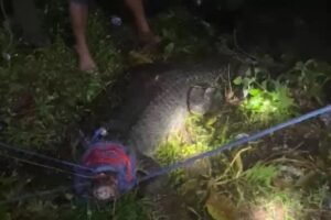 BKSDA Maluku Evakuasi Buaya 240 Cm di Unpatti