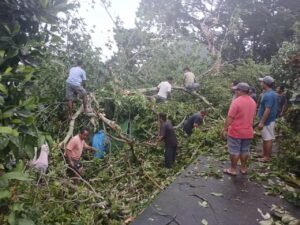 Pohon Tumbang Timpa Rumah Warga di Banda Naira