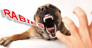 Cegah Penyebaran Rabies, Ratusan Hewan Peliharaan Divaksin