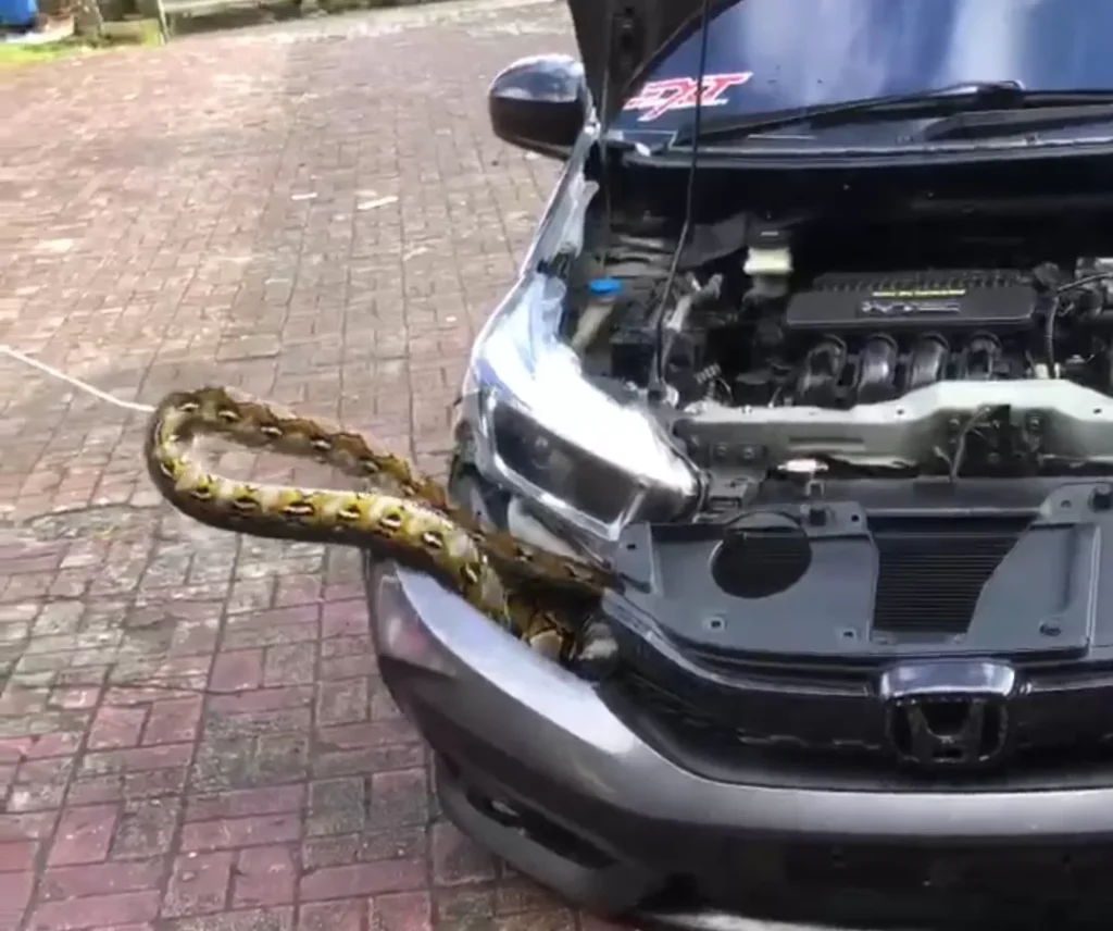 Ular Masuk Mobil Diduga Saat Parkir di Dekat KPU Maluku