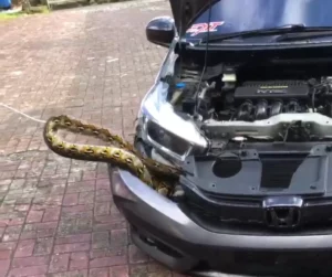 Ular Masuk Mobil Diduga Saat Parkir di Dekat KPU Maluku