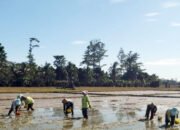 Teknologi Modern Perkuat Petani SBT Tingkatkan Produksi Pangan