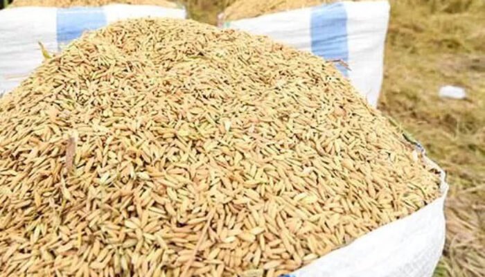 Stabilkan Harga, Bulog Beli Gabah Petani Buru 3,9 Ton
