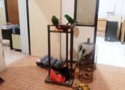 Polda Maluku Amankan Satwa Dilindungi dari Kobisonta